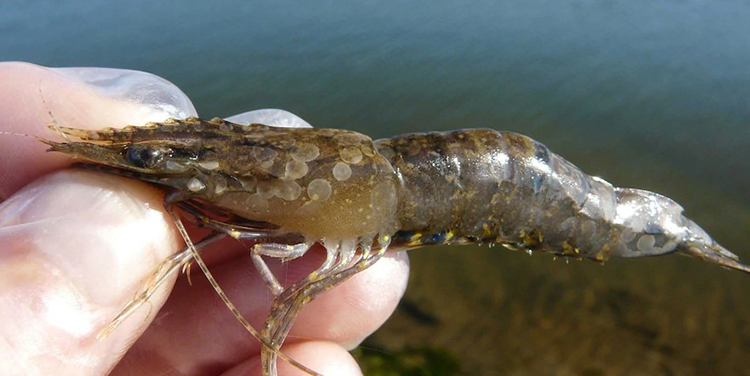 bệnh đốm trắng ở tôm